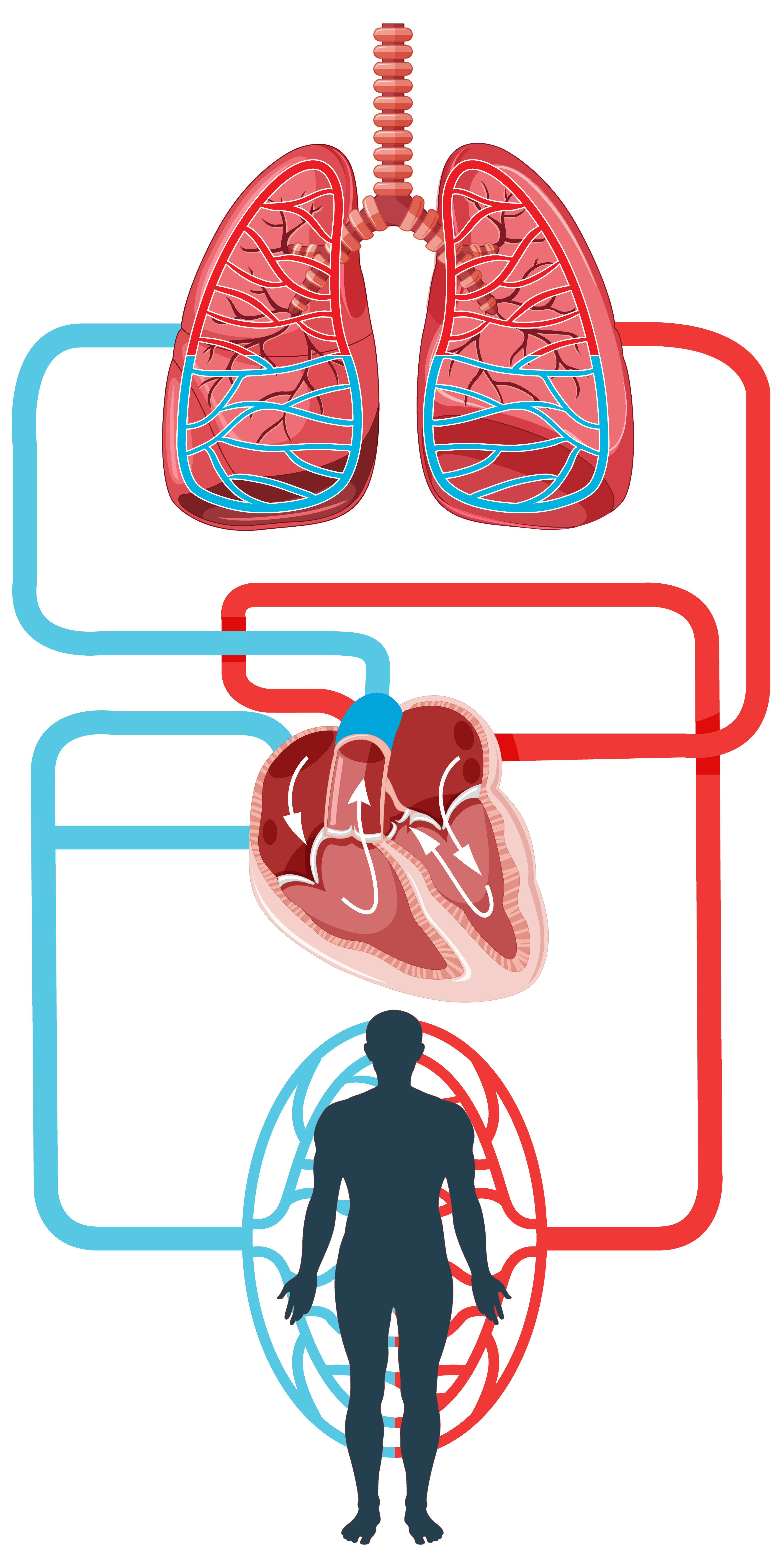 Advances in Research and Treatment of Aortic Valve Stenosis