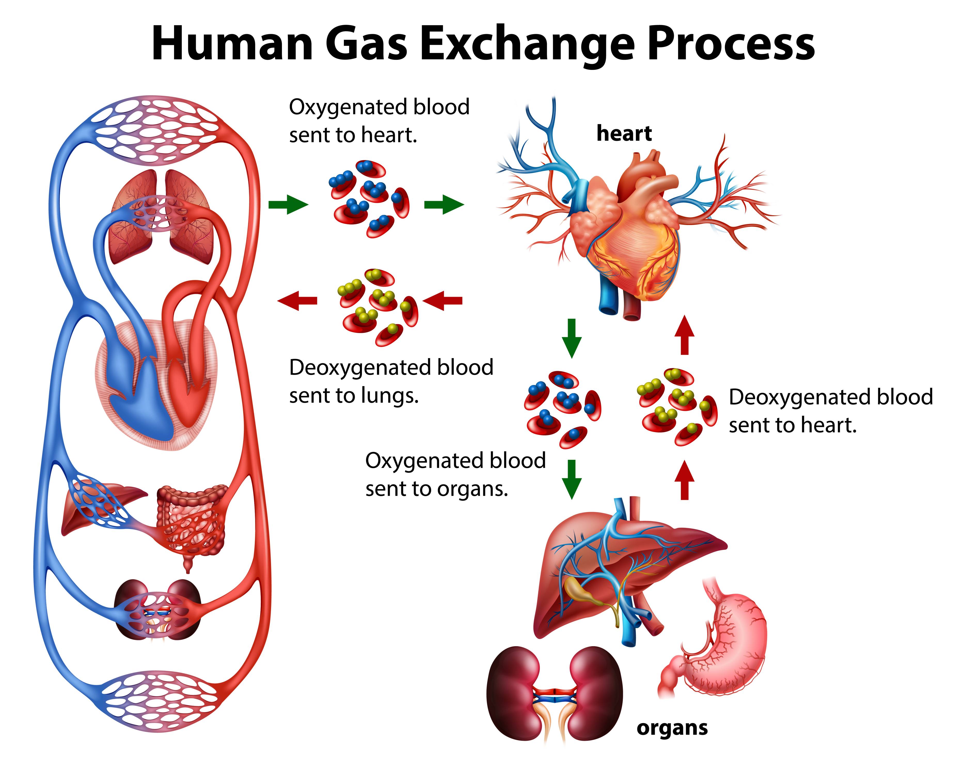 Lifestyle Changes to Manage Aortic Valve Stenosis