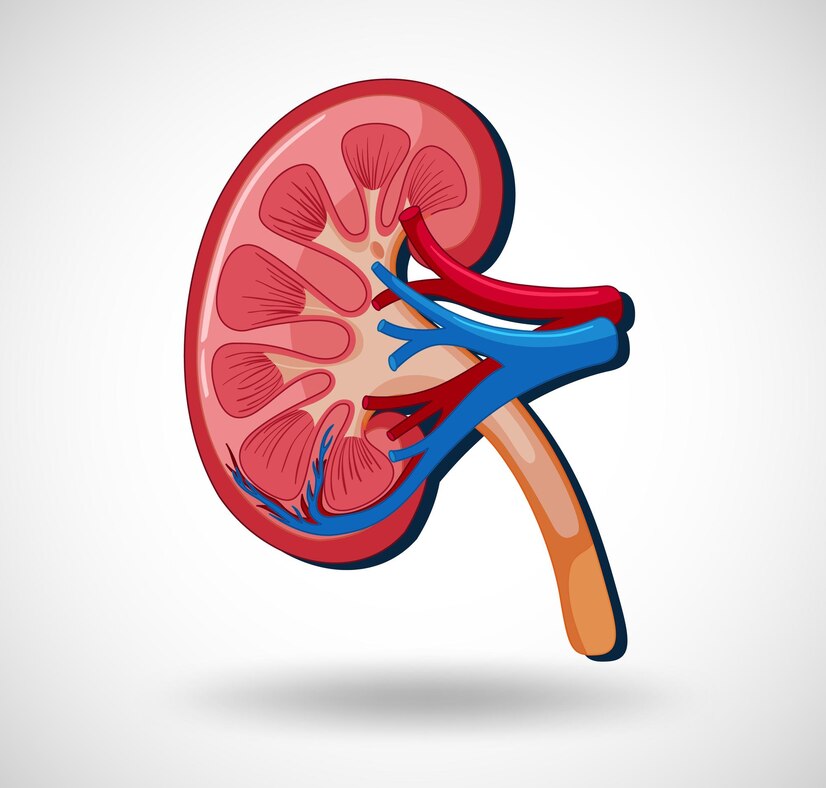 Recognizing Kidney Failure: Common Signs and Symptoms