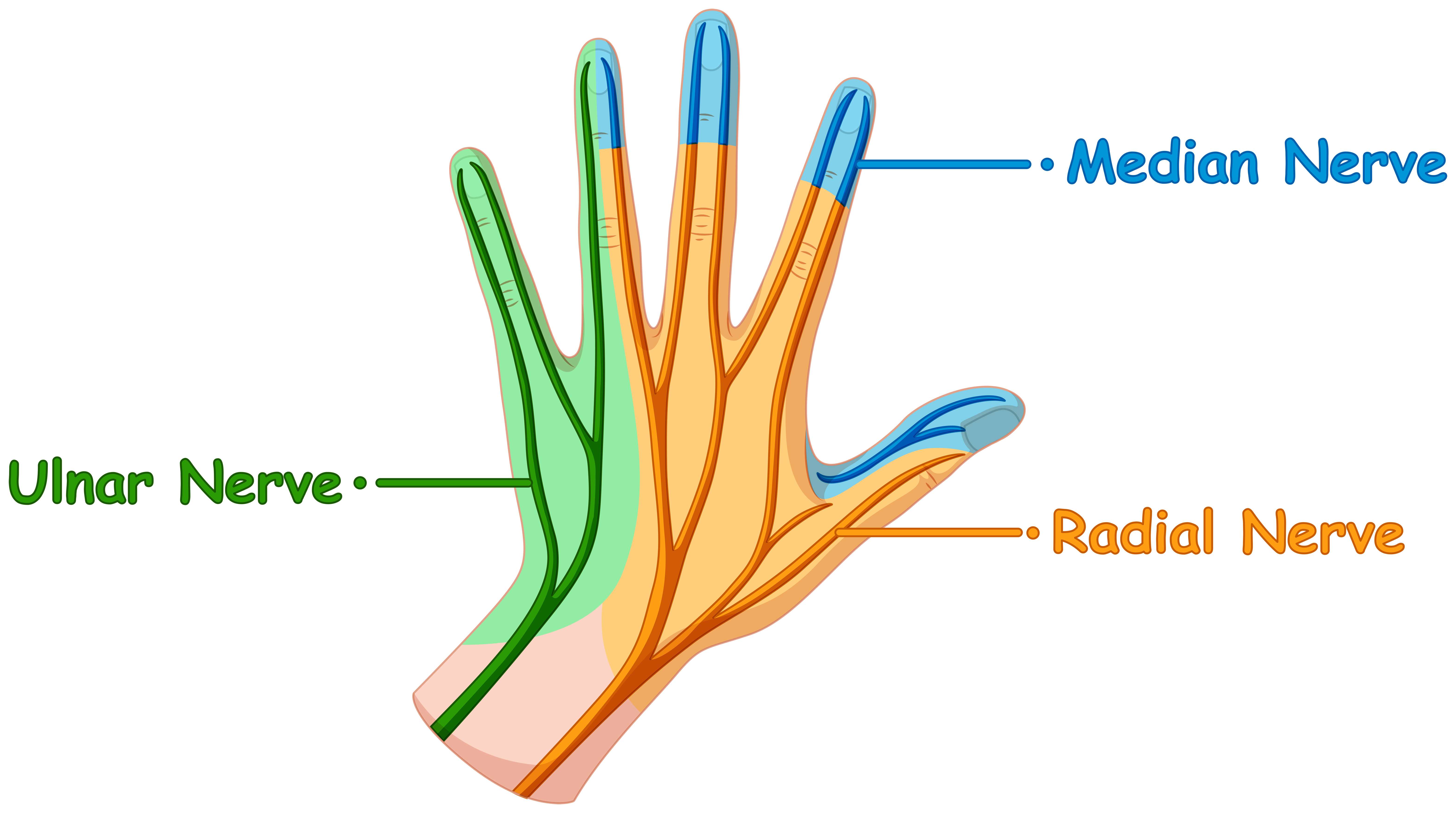 The Role of Hormones in Research and Advances in Carpal Tunnel Syndrome Treatment