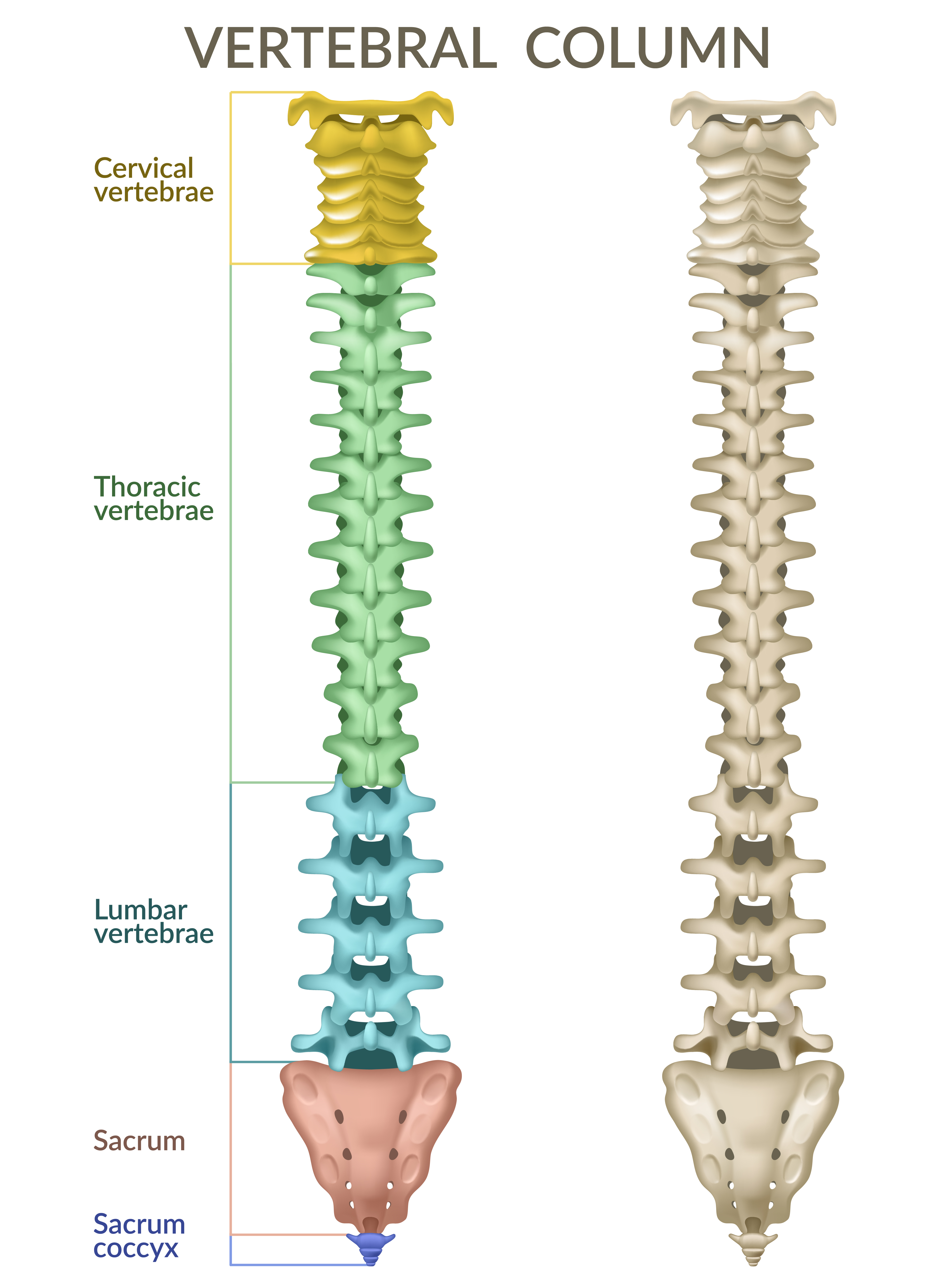The Role of Hormones in Understanding the Anatomy of the Spine: What is a Slipped Disc?