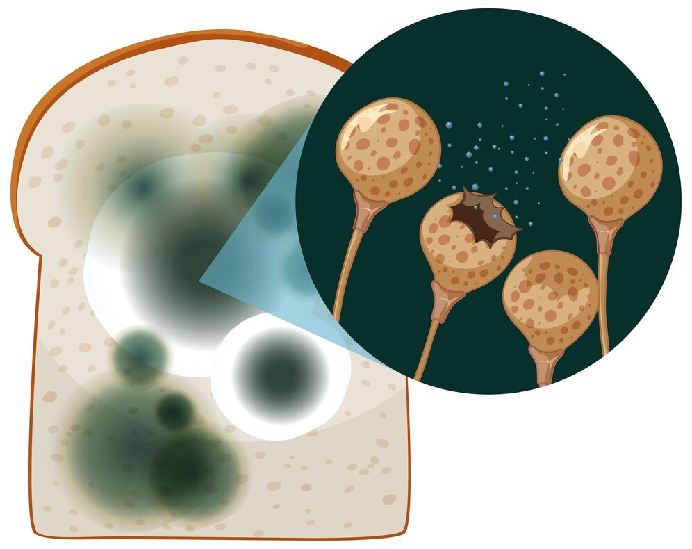 Seborrheic Dermatitis and Yeast Overgrowth: Exploring the Fungal Factor